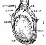 睾丸一(yī)大(dà)一(yī)小(xiǎo)是(shì)否屬于正常?